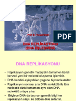 DNA REP DNA Tamir