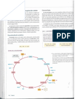 METABOLISMO_ENERGIA_TEMA_6-4[1]