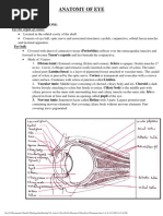 Eye Anatomy