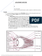 Eye Anatomy