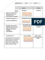 Lab 3 Stratified Epithelium Tissue