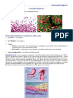 Clostridium Difficile, C. Perfringens y C. Botulinum