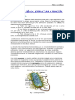la celula función.pdf