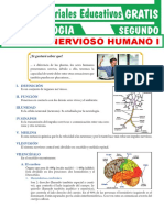 Sistema Nervioso Humano para Segundo Grado de Secundaria