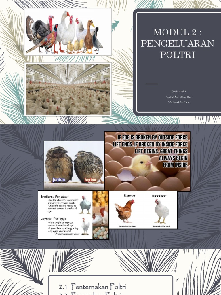Modul 2 Pengeluaran Poltri Pdf Pdf