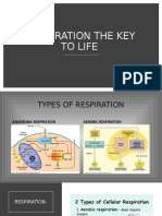 Respiration The Key To Life