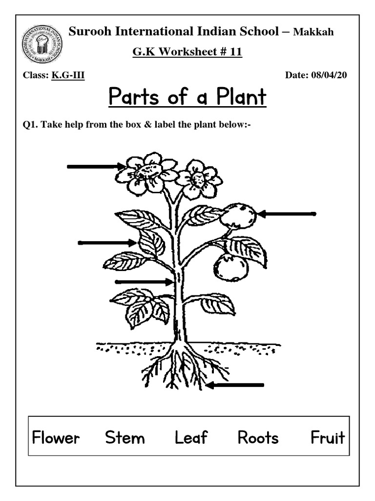 Label the Parts of a Plant Worksheet | PDF