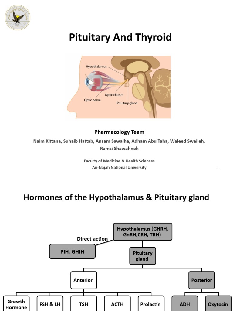 Hormonal Functions of the Pituitary Gland | PDF | Luteinizing Hormone ...