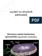 Curs 3 Procariote Particular - Fungi - Protozoare - 2018