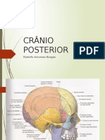 Cranioposterior Completo