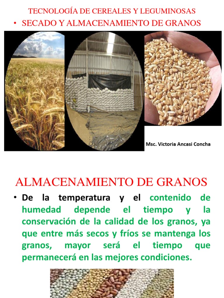 Almacenamiento y Secado de Granos | PDF | Humedad | Cereales