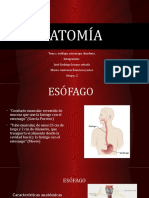 Esofago Estomago y Duodeno2ciclo