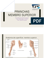 Anatomia do membro superior: ossos, articulações e musculatura