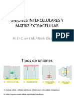 UNIONES-INTERCELULARES-Y-MATRIZ-EXTRACELULAR