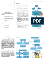 Triptico de Drenaje Venoso