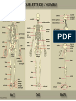 Squelette 01 PDF