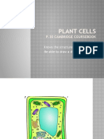 Plant Cell Grade 7