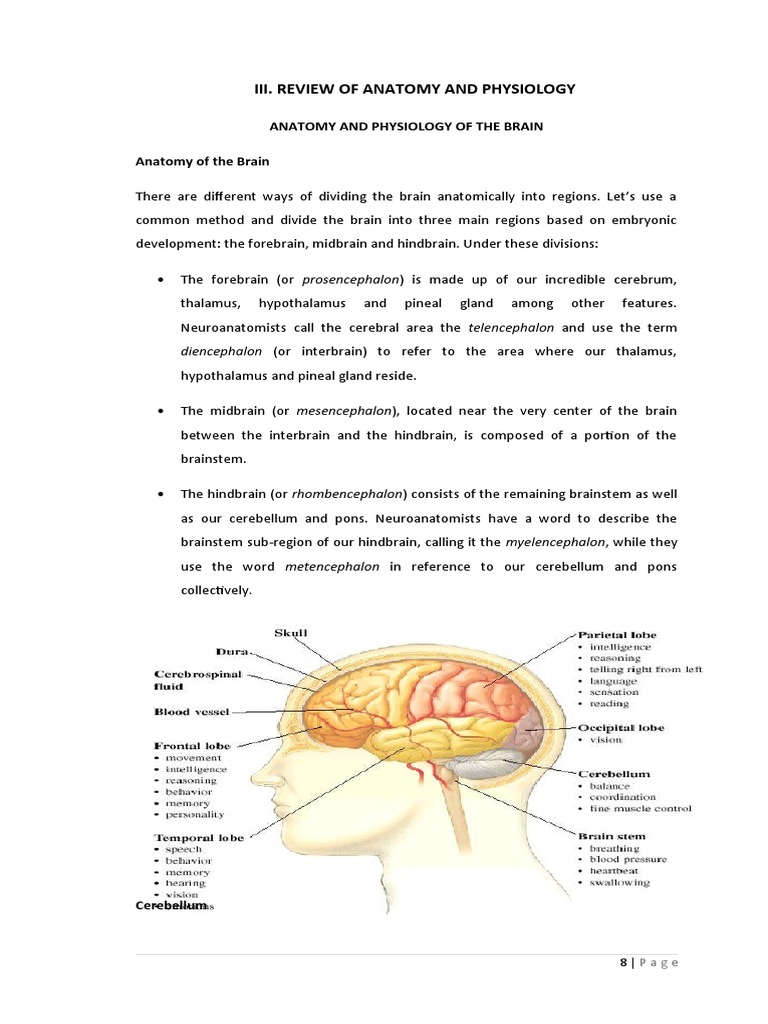 Anatomy and Physiology of the Brain | PDF | Cerebrum | Hand