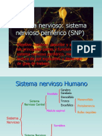 Sistema Nervioso Periferico