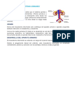 EMBRIOLOGIA DEL SISTEMA URINARIO resumenCOMPLETO