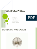 Glándula Pineal