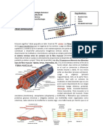 Degrabadas-FisiiologiaCAP1-Clase5