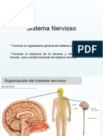 Sistema Nervioso 1