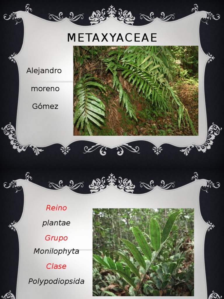 Metaxyaceae: Características y Hábitat | PDF