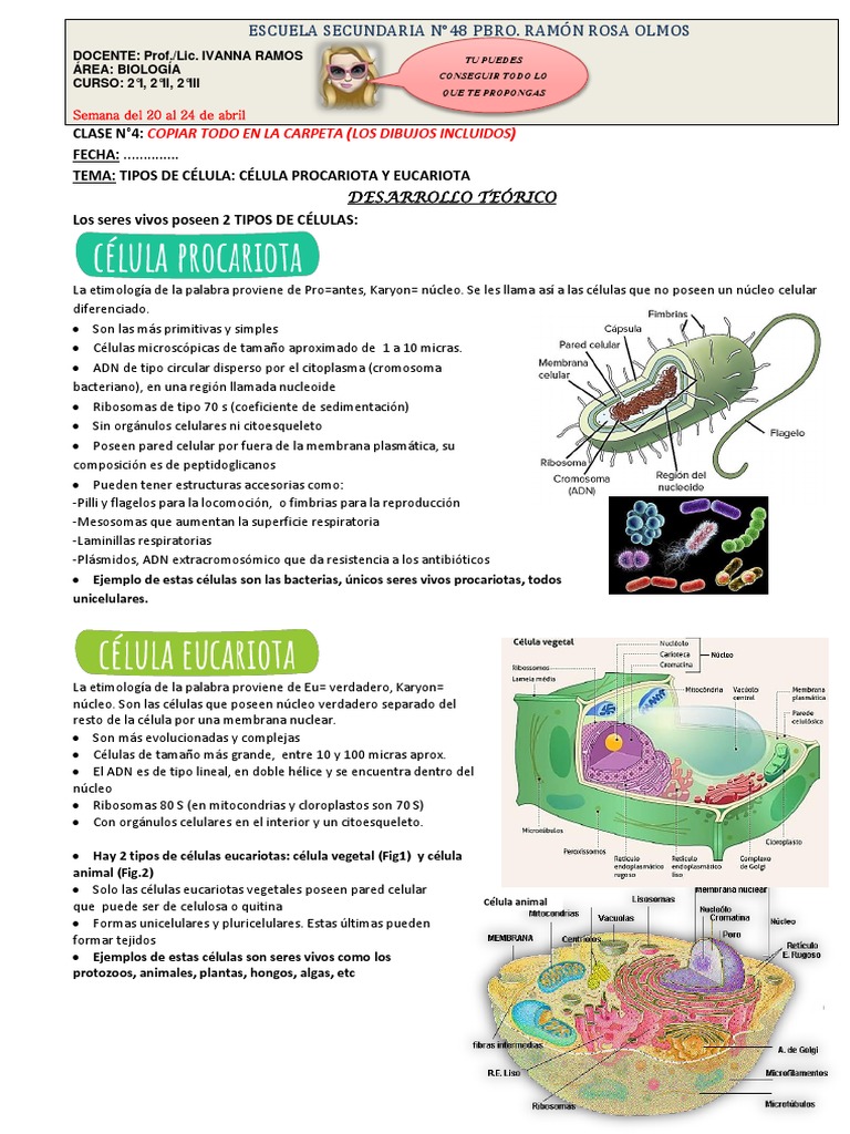 Tipos de Células: Procariotas y Eucariotas | PDF | Biología Celular ...