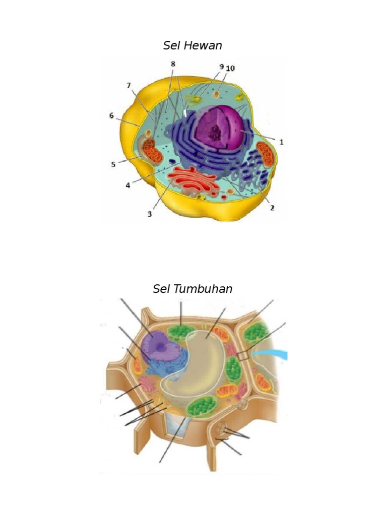 Gambar Sel Hewan Dan Sel Tumbuhan (Tanpa Keterangan) | PDF