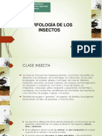 5-Ento - Morfología de Los Insectos A - 29.02.2020 PDF