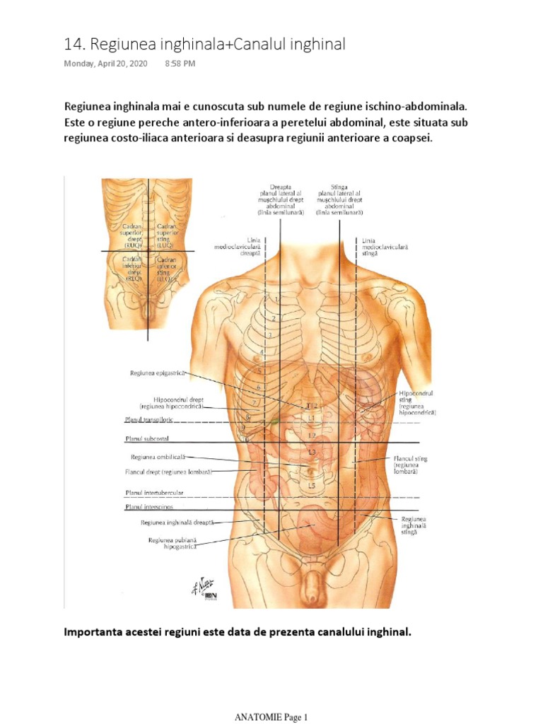 Regiunea Inghinala+canalul Inghinal | PDF