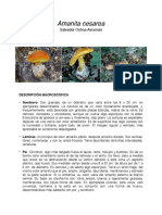 Ficha Basidiomycete PDF