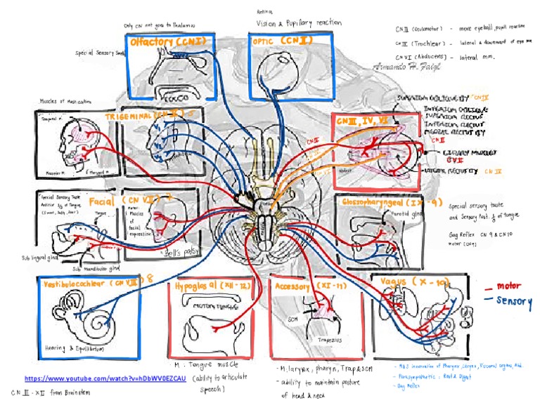 Summary Cranial Nerves Image | PDF | Primate Anatomy | Human Head And Neck