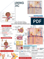 Fisiología Aparato Excretor