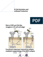 B Cell Activation and Antibody Production: Key Steps and Regulation