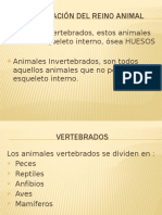 Clasificación Del Reino Animal