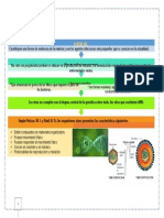 Carcteristicas Virus