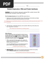 Rna Protein Synthesis