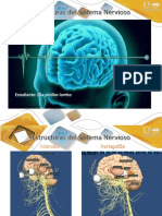 Estructuras Del Sistema Nevioso