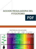 Clase - Accion Reguladora Del Fitocromo