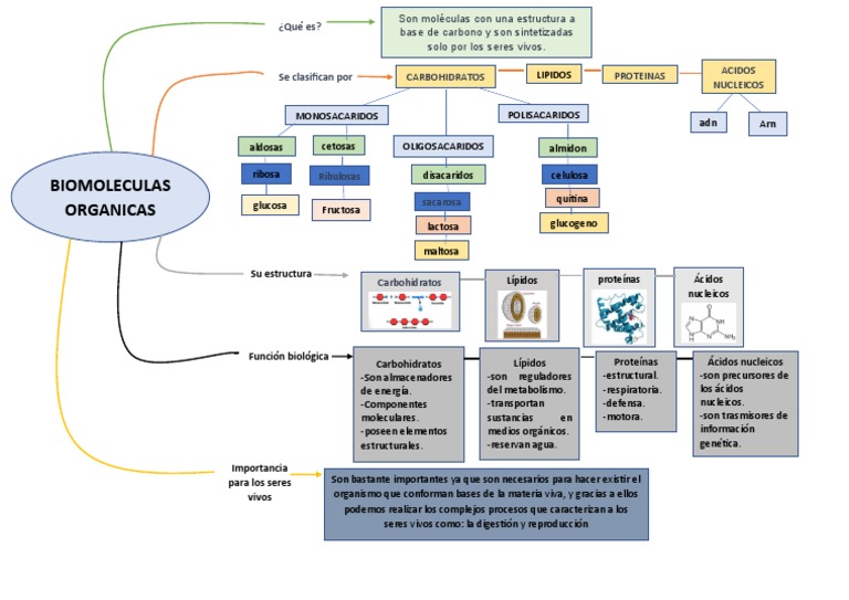 Cuadro Sinoptico De Biomoleculas Ajore