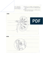 UC4 - Sistema Excretor - Exercício II PDF