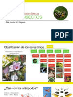 01 - CLASIFICACIÓN DE LOS INSECTOS.pdf
