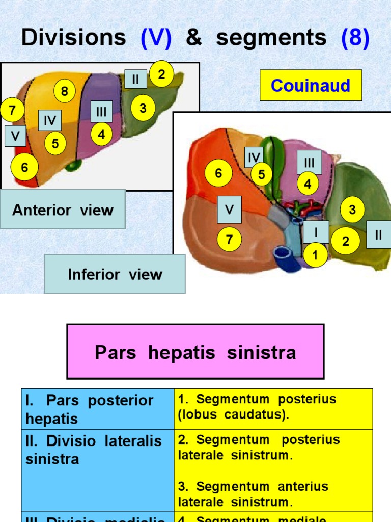 Liver Segmentation: Couinaud's 8 Segments | PDF