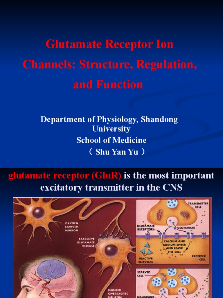 Glutamate Receptors in Synaptic Plasticity | PDF | Nmda Receptor ...