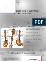 Sistema Digestivo Ii Esofago y Tubo Digestivo