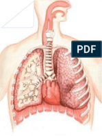 Pulmones