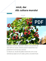 Cultura Murului Basarabia