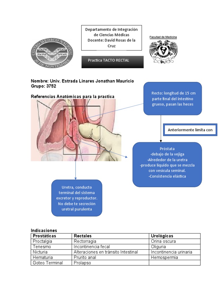 Tacto Rectal Pdf Hemorroides Anatomia Animal